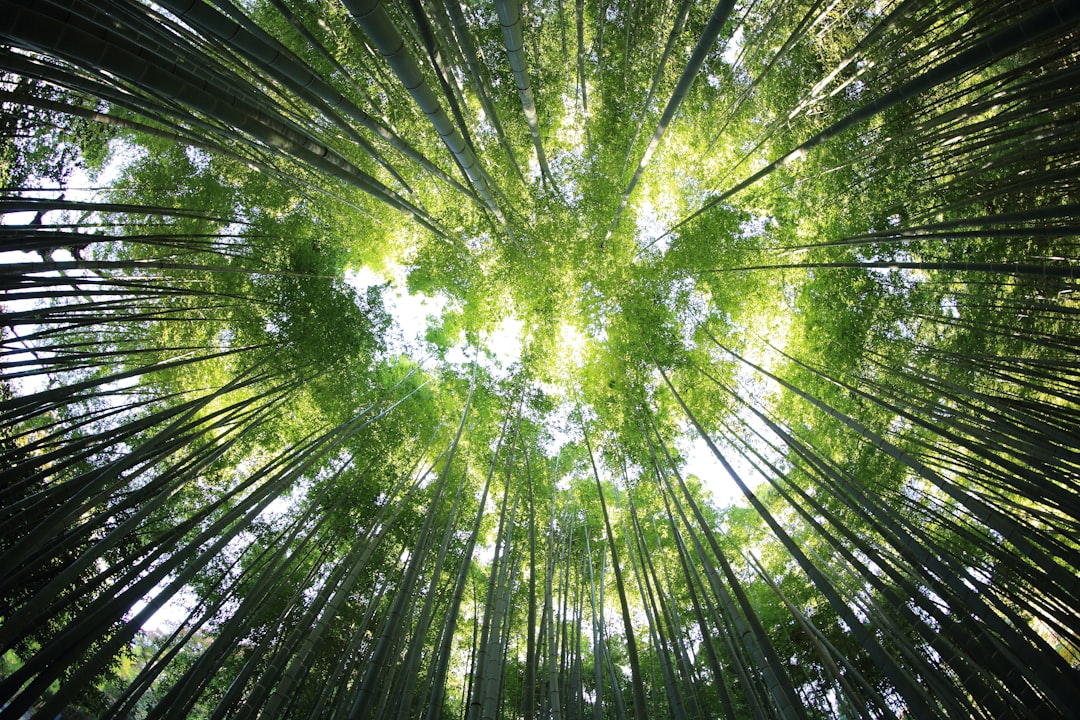 Eco-Friendly Packaging Options for Shampoo and Conditioner